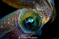 Eye of a juvenile squid on the surface, during a night di... by Frank Nuijens 
